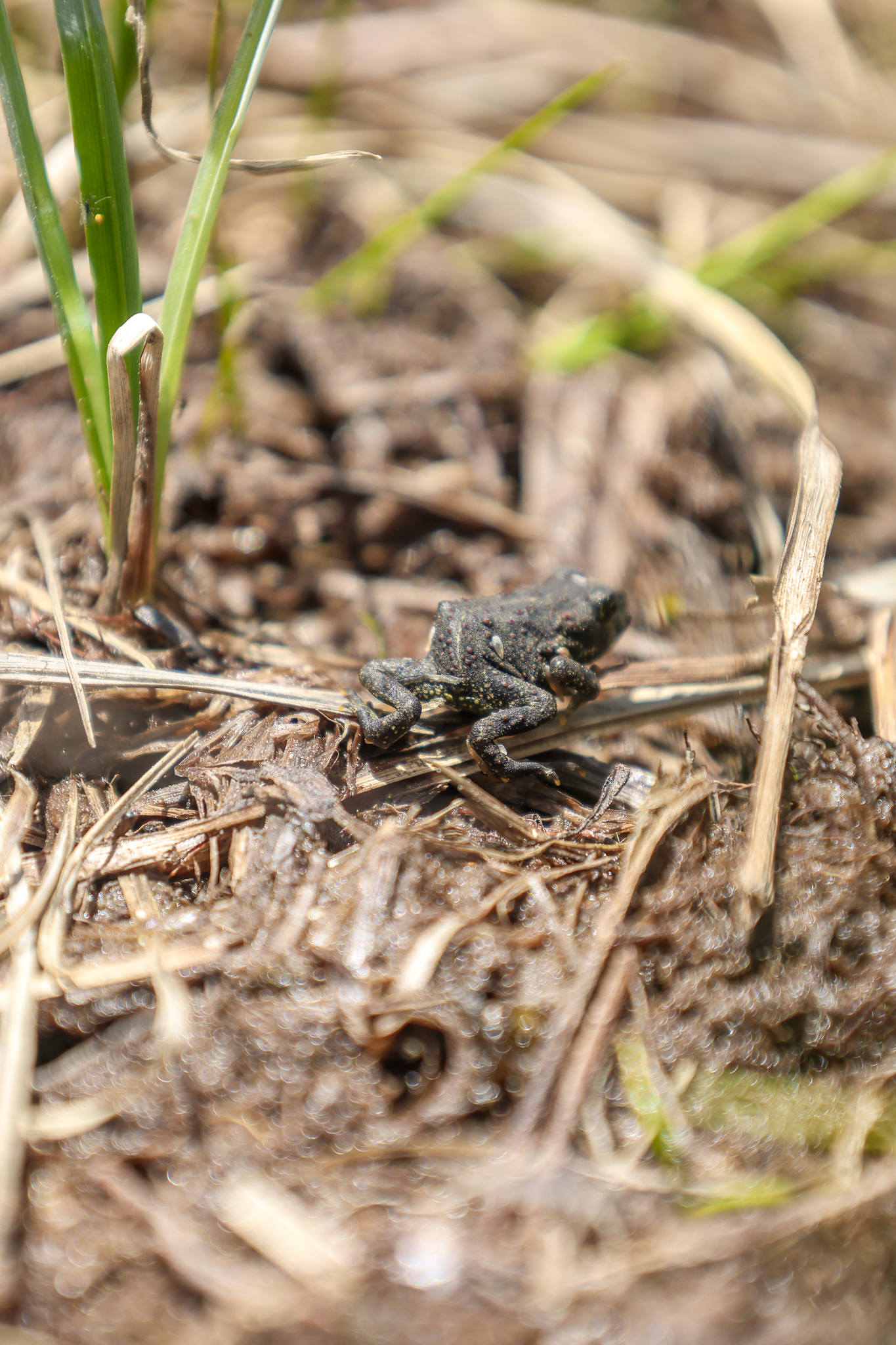 SECO NEWS - 300 Endangered Boreal Toadlets Released Near Leadville in ...