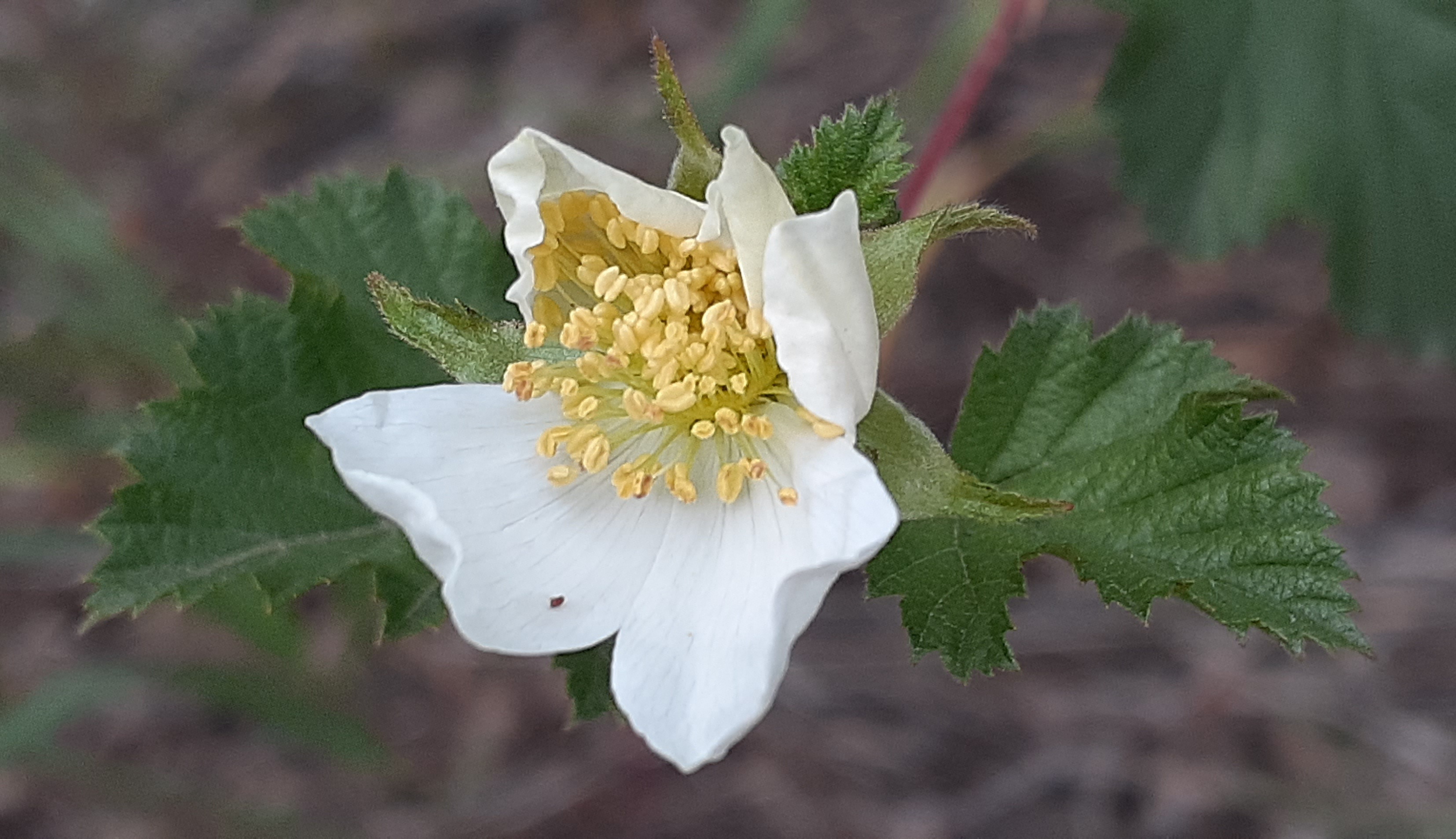 San Isabel National Forest flowers seconews.org 