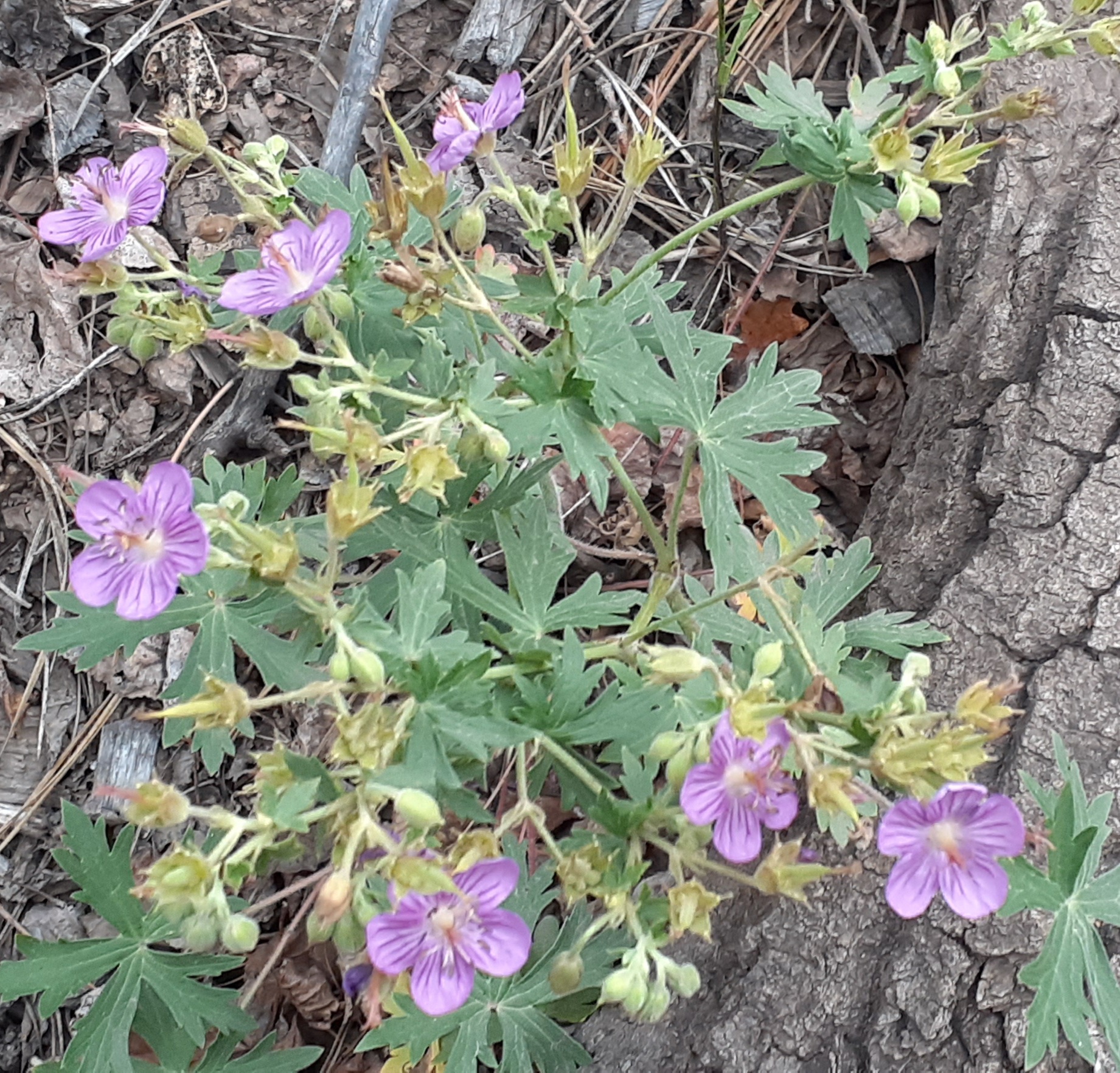 San Isabel National Forest flowers seconews.org 