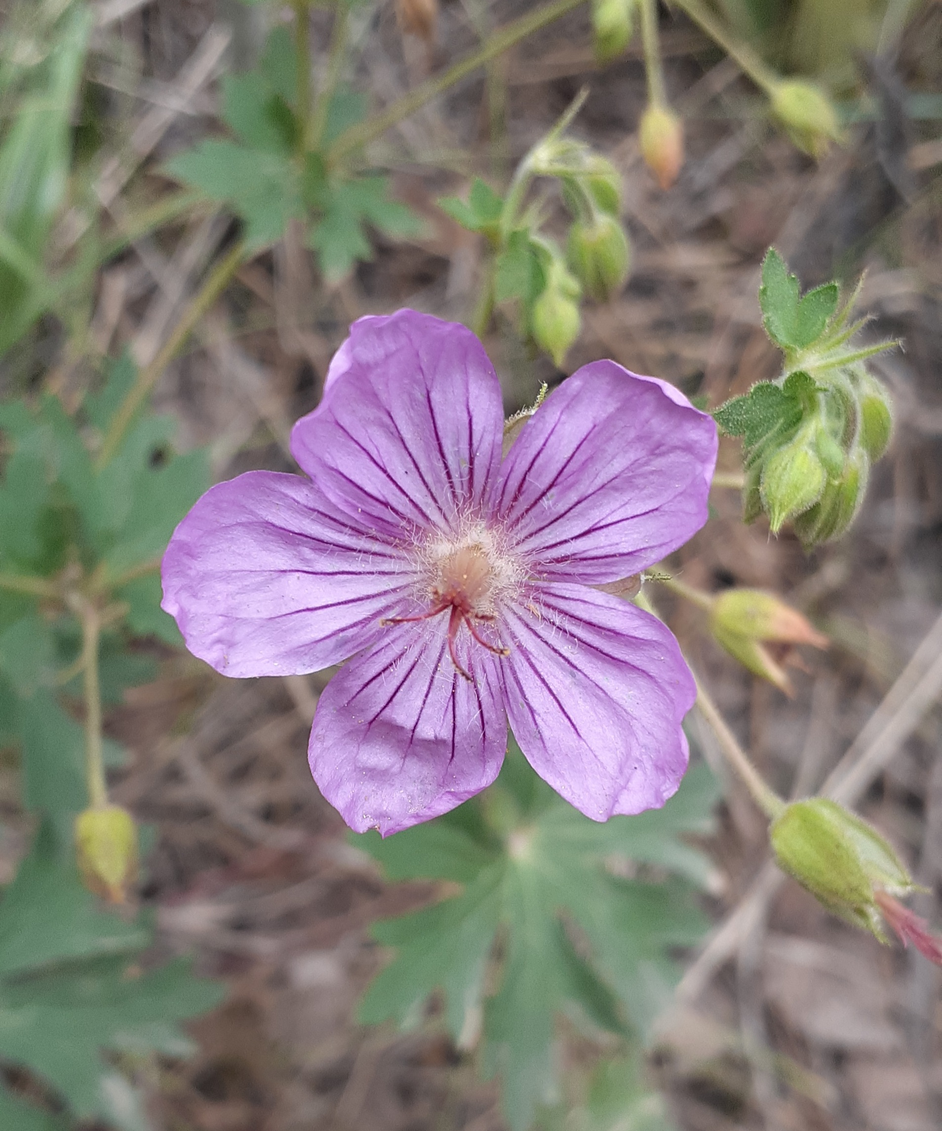 San Isabel National Forest flowers seconews.org 