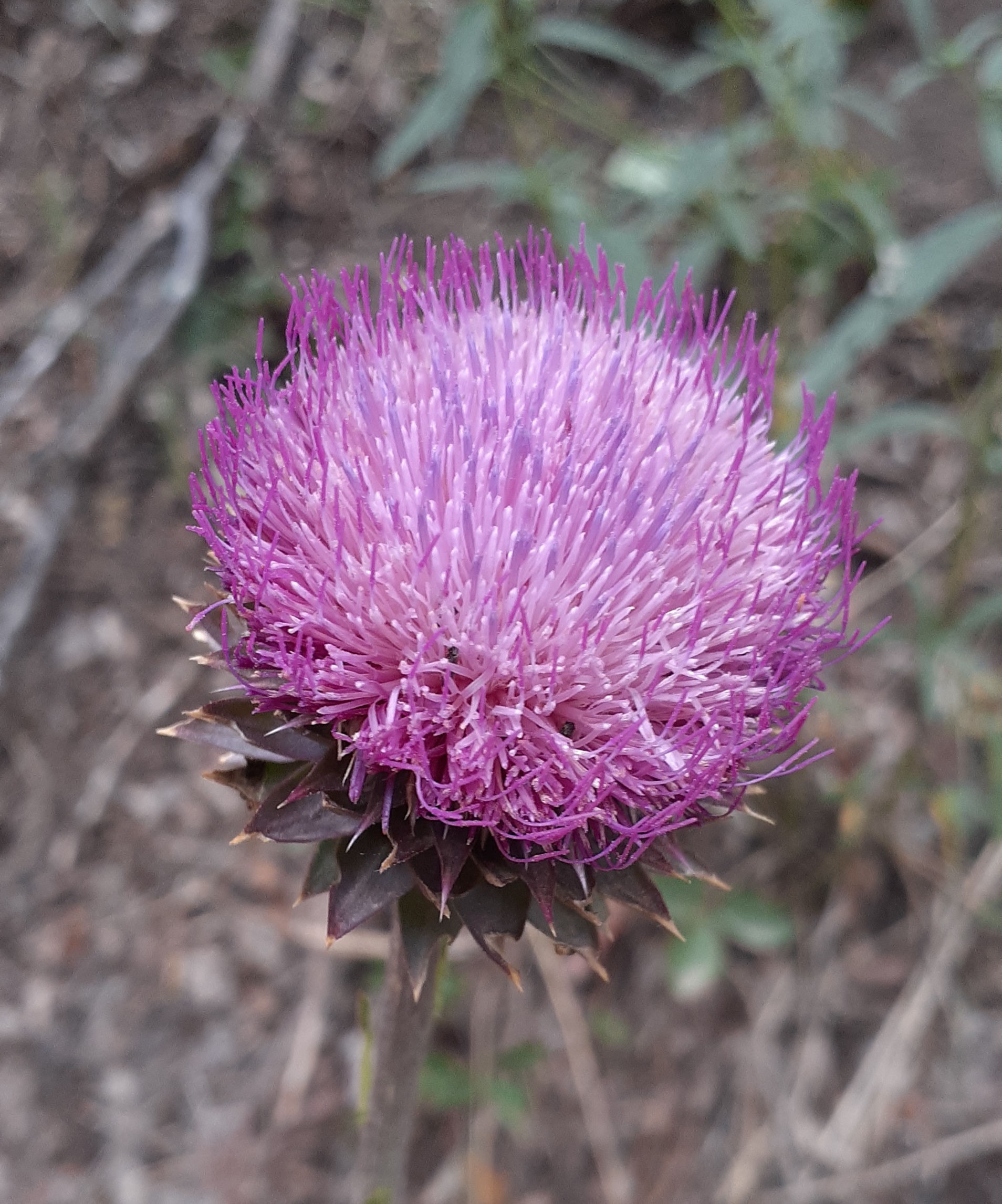 San Isabel National Forest flowers seconews.org 