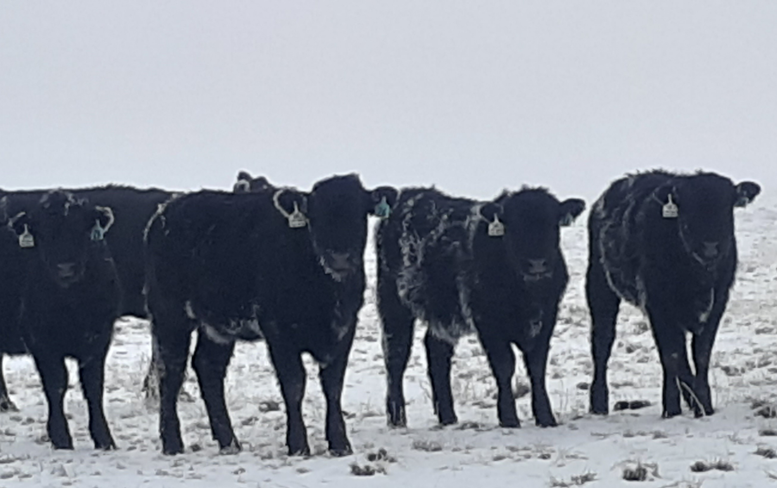 Freezing Fog Hungry Cattle seconews.org 