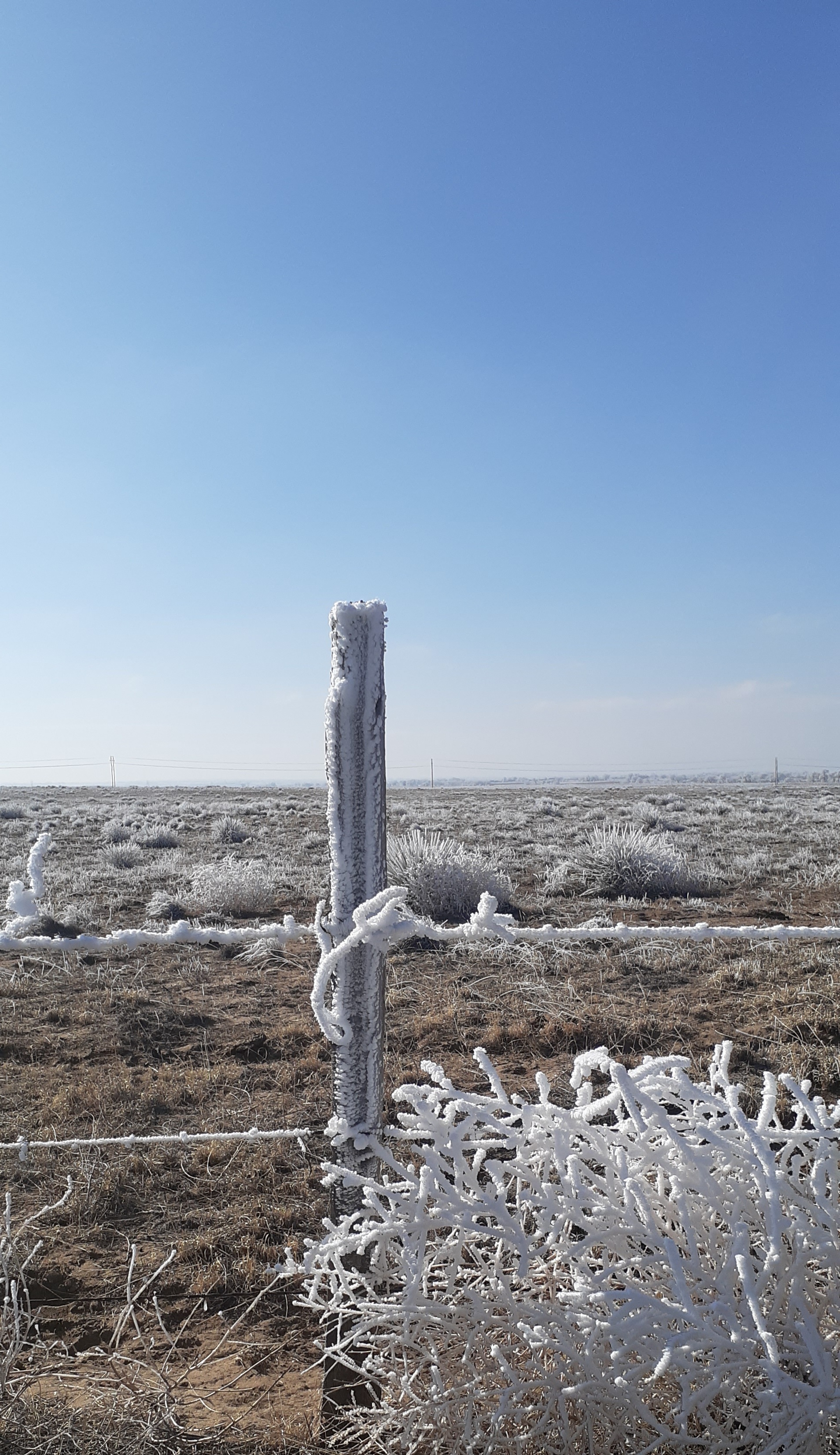 Frost Barbedwire SECO News seconews.org 