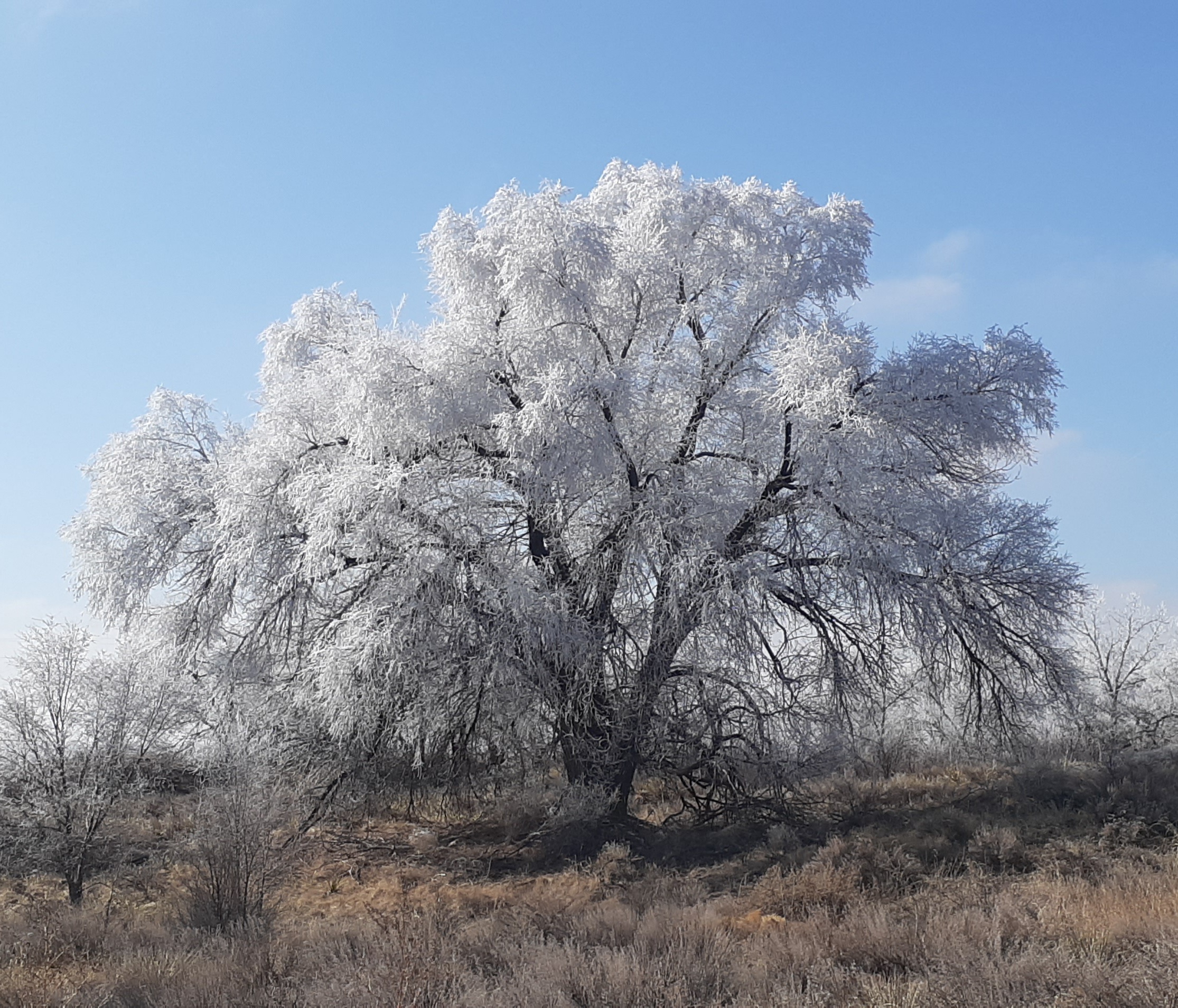 Frost Trees Arkansas River SECO News seconews.org 