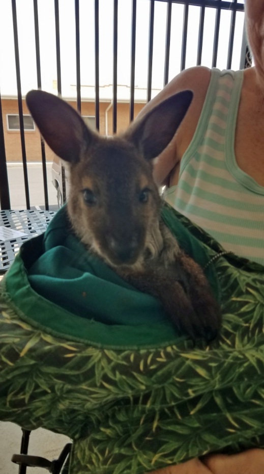 Woodruff Memorial Library Summer Reading Program Wallaby 