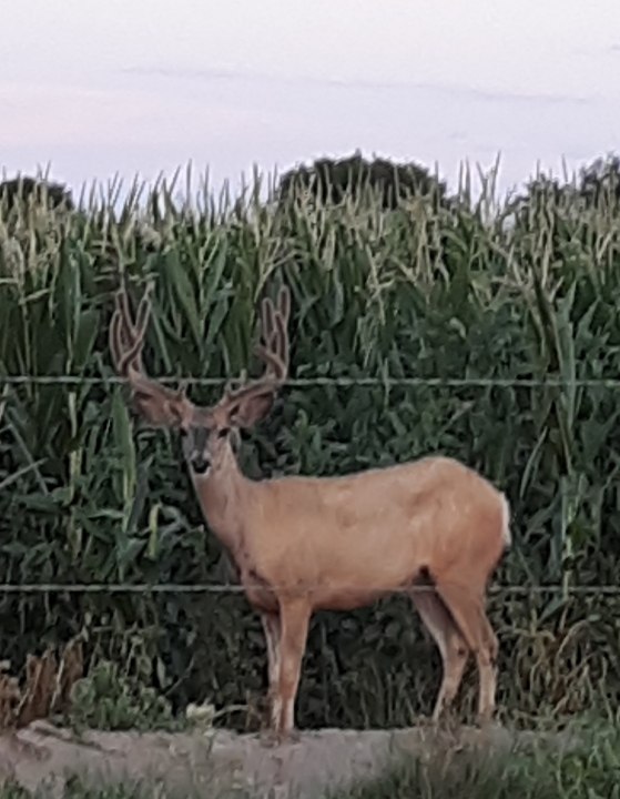 White tail deer John Martin Wildlife area seconews.org 