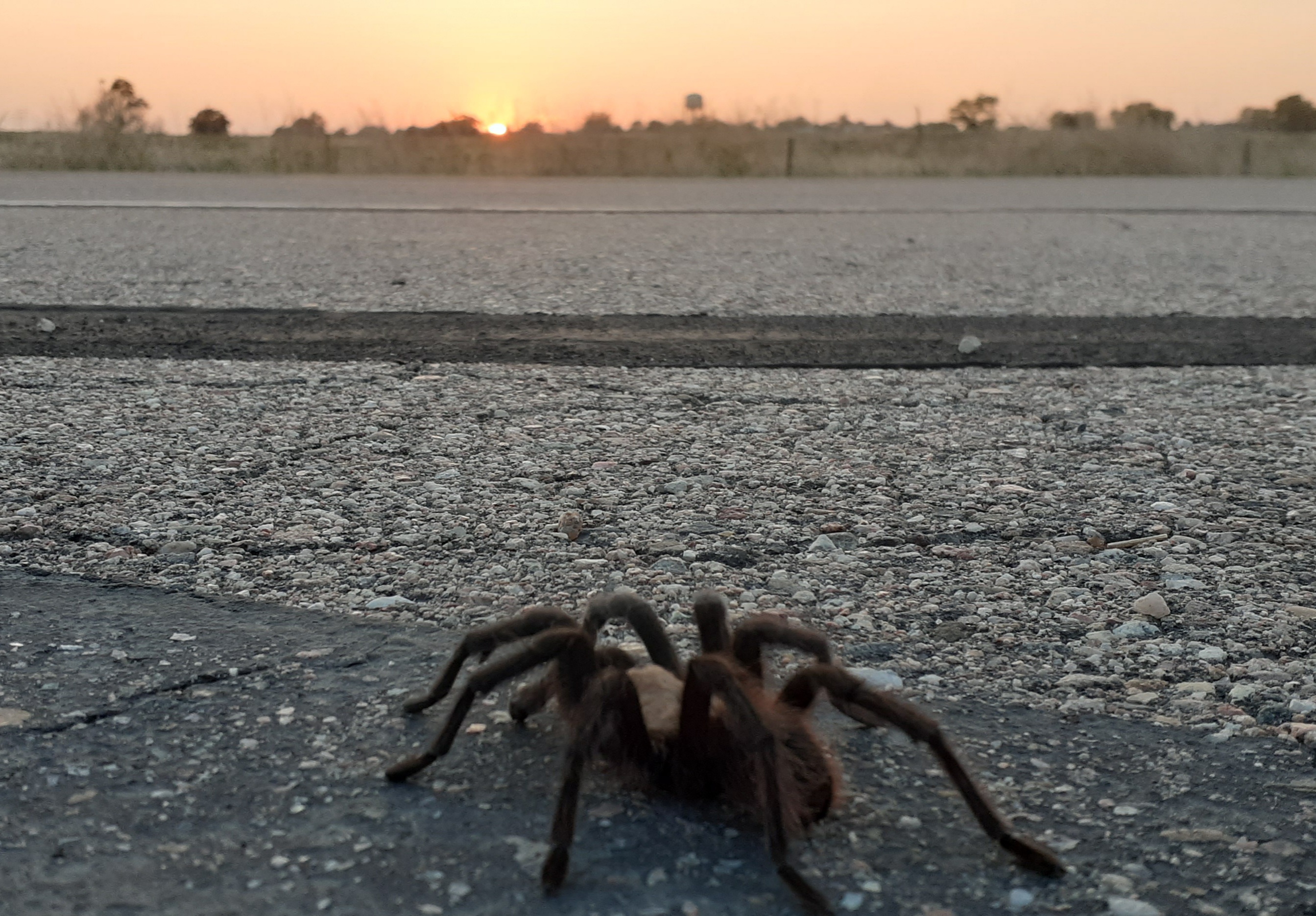 An Adult Male Oklahoma Brown Tarantula Crosses Hwy 109 South of La Junta in 2020