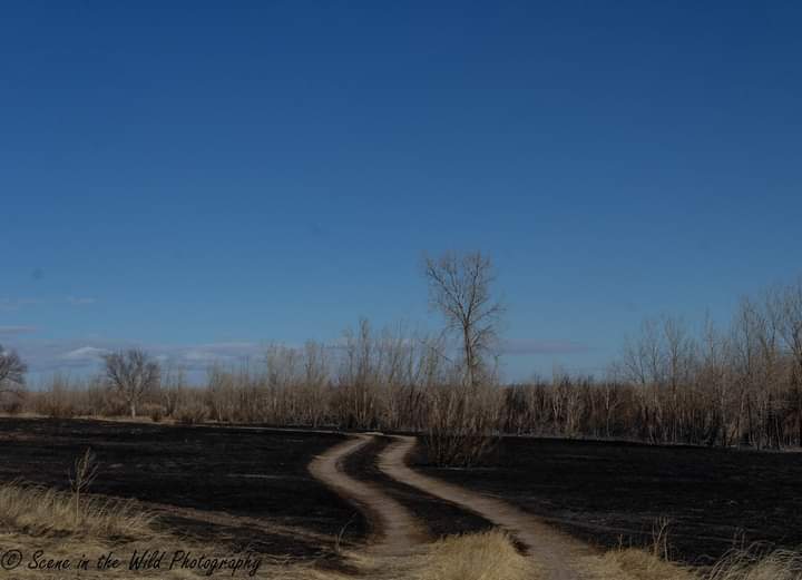 John Martin State Wildlife Area Fire Aftermath Photos Sue Keefer SECO News seconews.org