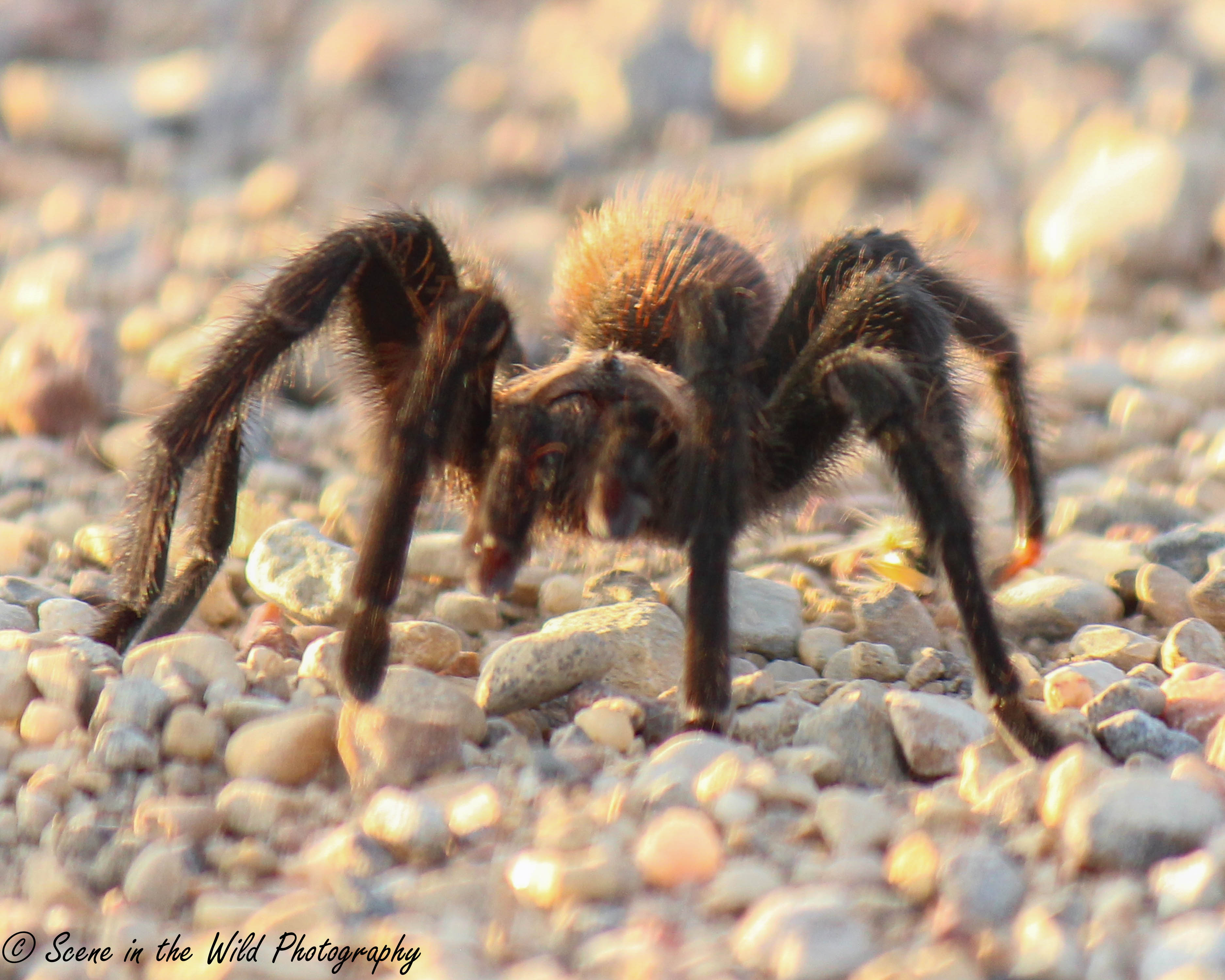 Its Tarantula time Sue Keefer SECO News seconews.org