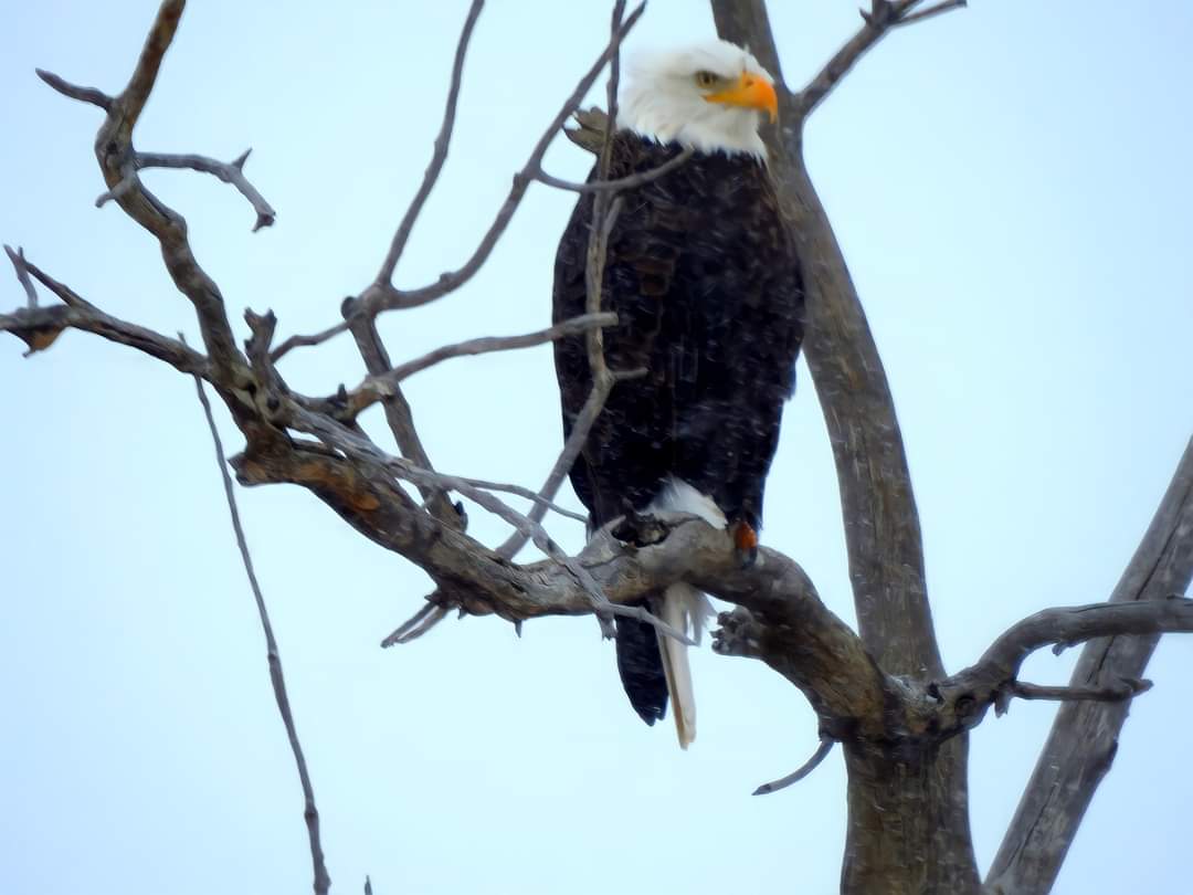 Bald Eagles in Southeast Colorado Mike Barnhart SECO News