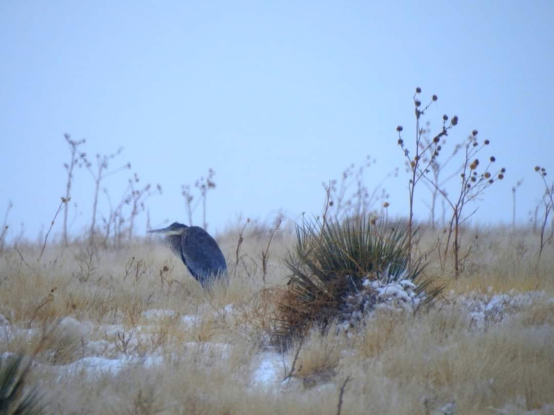 Bald Eagles in Southeast Colorado Mike Barnhart SECO News seconews.org