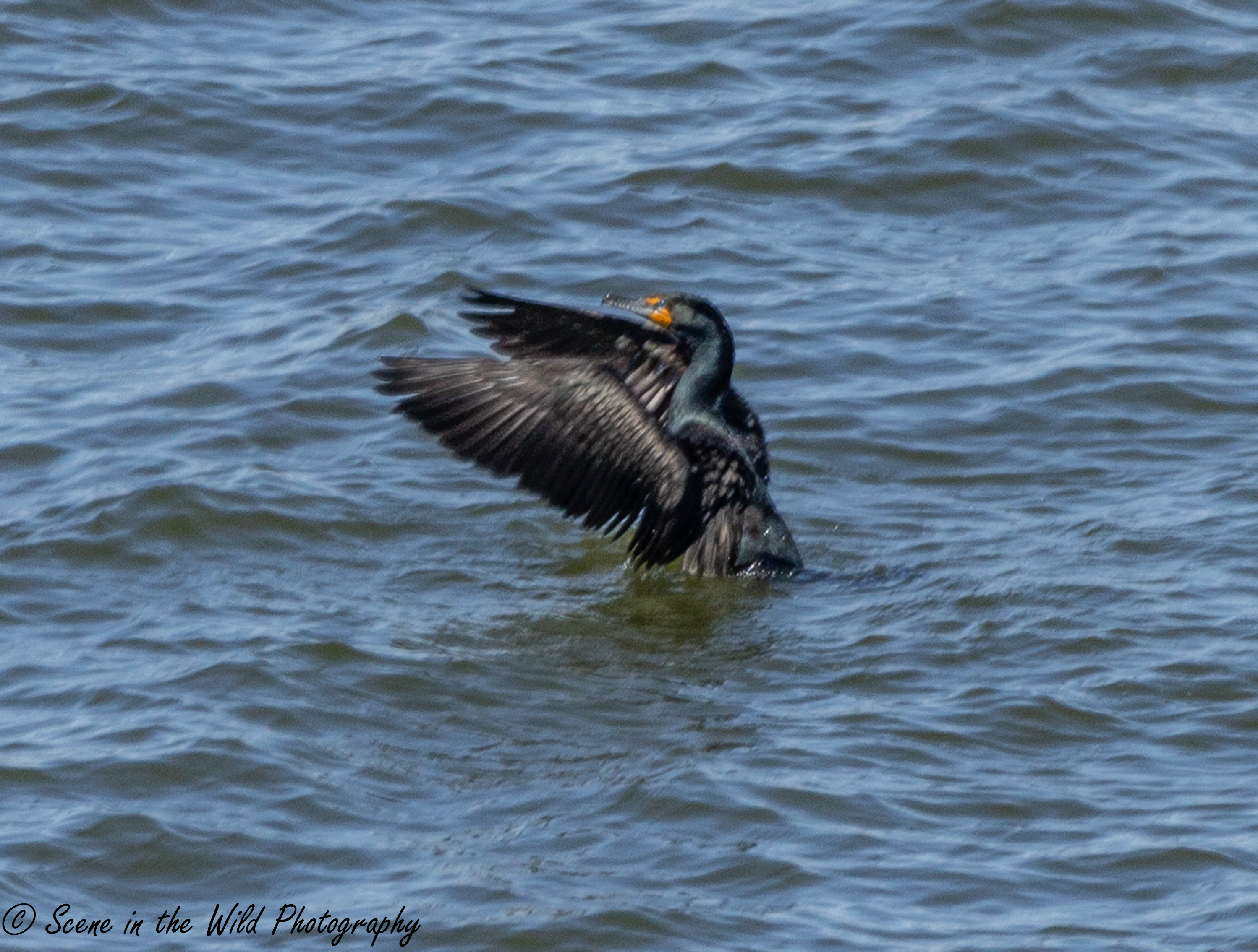 Double-crested Cormorant