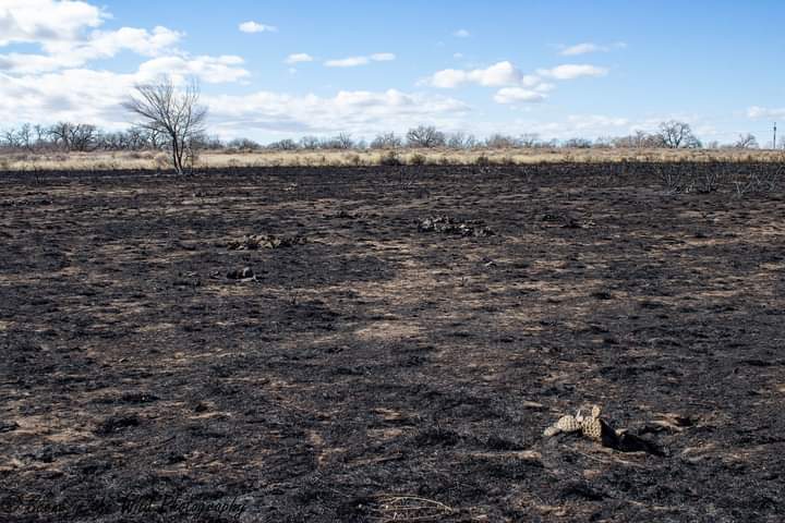 Las Animas Grass Fire Sue Keefer seconews.org 