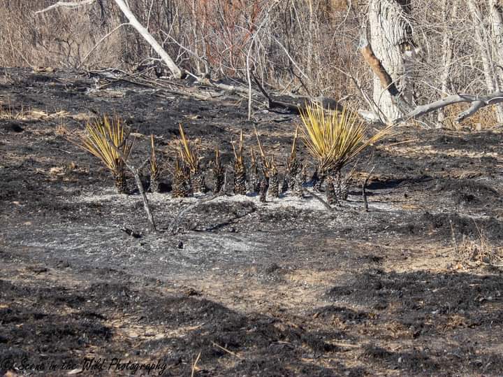 Las Animas Grass Fire Sue Keefer seconews.org 